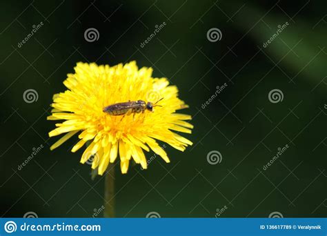 Bing Fragrant Dandelion Golden Yellow Stock Image Image