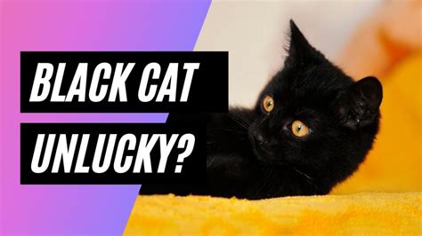 Are Black Cats Bad Luck Or Good Luck What People Say