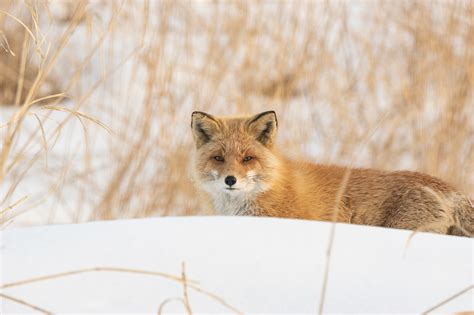 Food Searching In The Snow Ezo Red Fox Hokkaido Japan Mammal