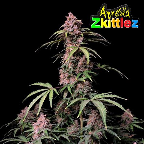 Fast Buds Autoflowering Cannabis Seeds Amnesia Zkittlez Auto Fast