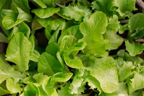 Lettuce Plant Care And Growing Guide