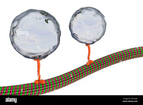Intracellular Transport Computer Artwork Of A Vesicles Spheres Being