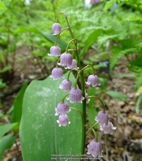Photo Of The Bloom Of Pink Lily Of The Valley Convallaria Majalis
