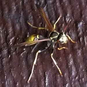 Paper wasps are vespid wasps that gather fibers from dead wood and plant stems, which they mix with saliva, and use to construct nests made of gray or brown papery material. Yellowjacket Wasp Control | Thrasher Termite & Pest Control