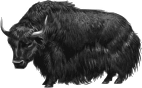 Yak clipart yack, Yak yack Transparent FREE for download on