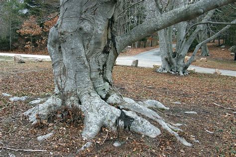Cape Cod Beech Tree Search In Pictures