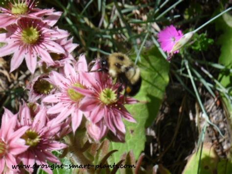 Bumble bees absolutely love busying themselves around the treats of a herb garden. Plants for Bees - attract pollinators & beneficial insects ...