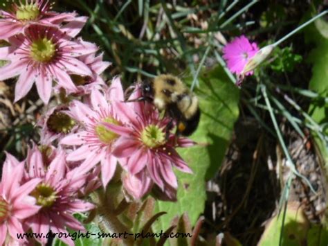 Even the royal beekeeper to king charles ii of england bees have to work very hard to make honey, with endless trips to flowers to collect nectar. Plants for Bees - attract pollinators & beneficial insects ...