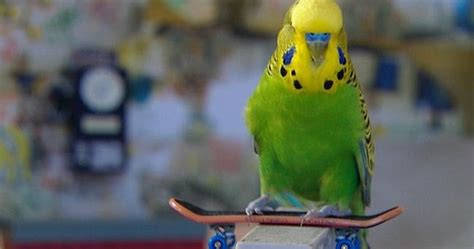 Budgies Are Awesome Week Of Skateboarding Budgies Day Six Seven