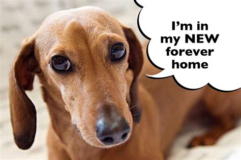How Do You Adopt A Rescue Dachshund? - I Love Dachshunds