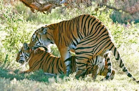 tigers mating image
