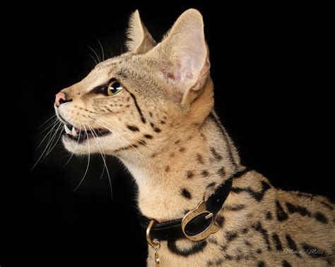 This is a template row. Savannah Cat - Size,Diet,Temperament,Price.