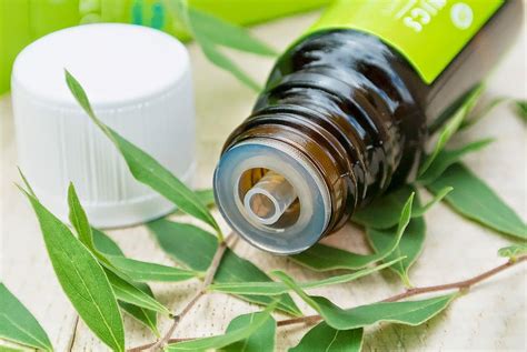 Medicinal And Household Uses Of Tea Tree Oil Health And Wellness