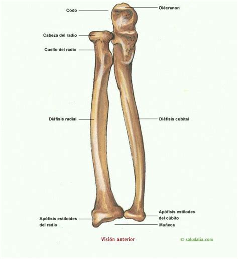 Pin De Maria Anselmo En Anatomia Ossea Huesos Del Cuerpo Humano