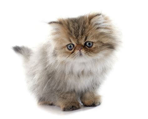 Yogi, yappee, yahoo, yen, yippee, yao, yolanda, yzma, yoko. Best Persian Cat Names - CatTime