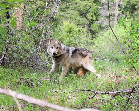 Report Washingtons Wolf Population Grows At Least 11 In 2019 Swx