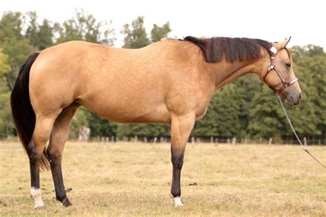 Posté le 13/01/2016 à 20h46. Montigny paint horse