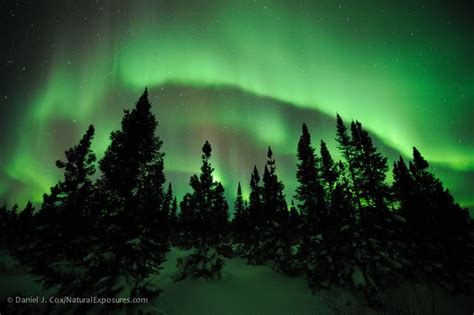 Aurora Borealis Also Known As Northern Lights In The Sky Above Wapusk