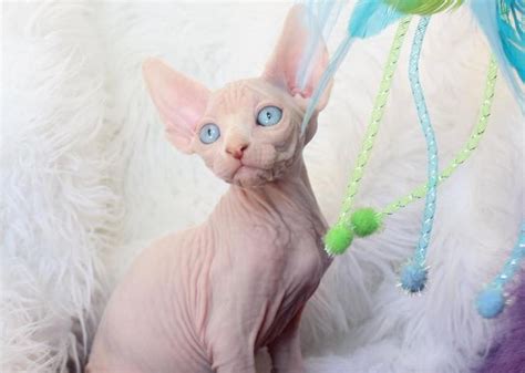 Finding Sphynx Rescue And Shelter To Adopt New Cats