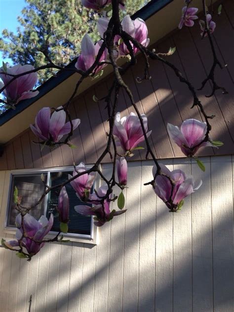 Shrub with purple flowers crossword clue. Saucer Magnolia (magnolia x soulangeana): The flower and ...