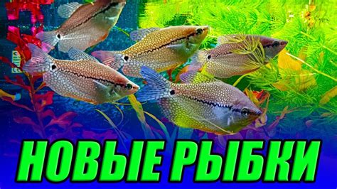 Новинки c выставки аквариумных рыбок! [Новые рыбки и растения] - YouTube