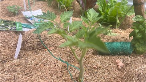 How To Tie Your Tomatoes Properly To Your Trellis Trellising Tomatoes
