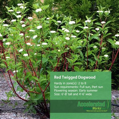 Red Twigged Dogwood Red Twig Dogwood Dogwood Planting Flowers