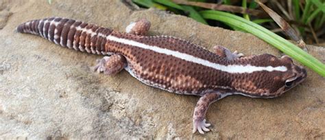 These twisty pets are surprisingly easy to care for—with gentle treatment, they're. 5 Great Pet Lizards for Beginners - Lizard Types