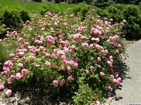 When in full bloom, the prolific double pink flowers of sweet drift rose bushes create a blanket of beautiful blooms and glossy foliage. 'Sweet Drift ' Rose Photo