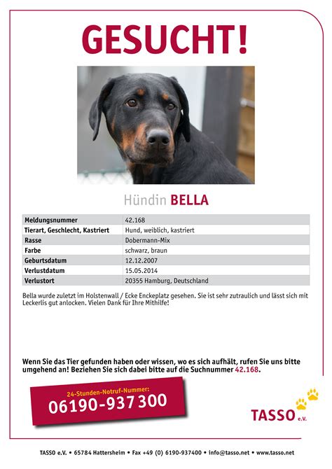 Erstellen,,, katze suchplakat, suchplakat für katzen wie ein suchplakat richtig erstellen? Suchplakat Erstellen Katze - Wo Durfen Suchplakate Fur ...