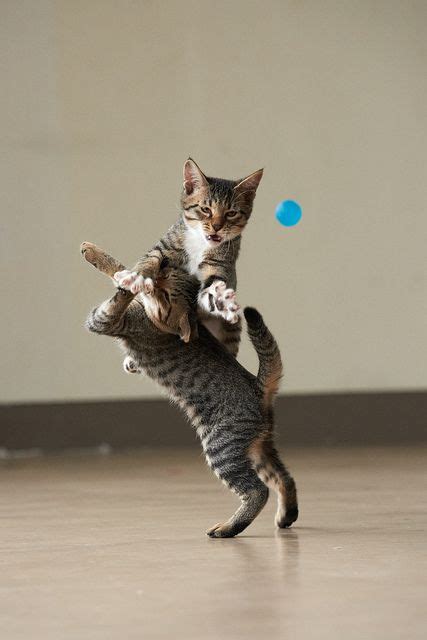 Jumping Cats At Play Look Like Ninjas Artofit