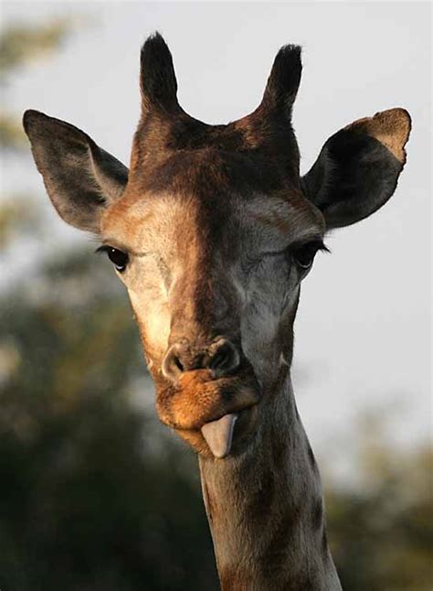 Their long tongues can be seen probing around inside. Wildlife Photography Blog May 2007