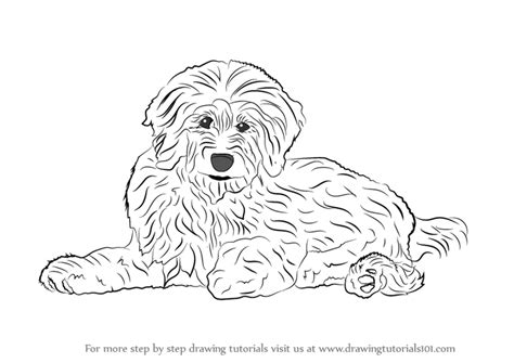 Ck out our available puppies at www.d. Learn How to Draw a Goldendoodle (Dogs) Step by Step ...