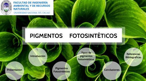 pigmentos fotosintéticos by Analucia Tavara on Prezi