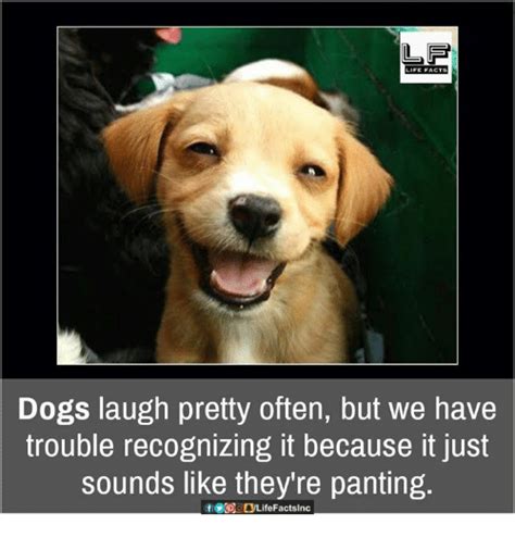 19 Very Funny Dog Laughing Meme That Make You Laugh Memesboy
