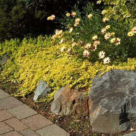 Creeping Jennylysimachia Aureafast Growing Shade Ground Coveryellow