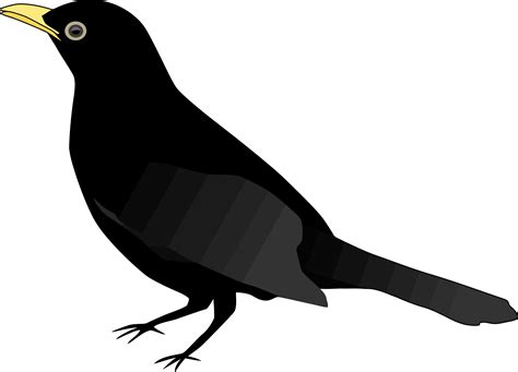 Flying Blackbird Png Clipart Png All