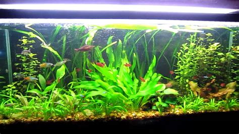 An aquascaped tank starts with creating a design and layout using: Tips and Tricks to successful Aquascaping (Freshwater ...