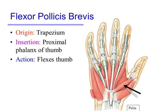 屈拇短肌flexor Pollicis Brevis Muscle 職能治療陪你居家復健