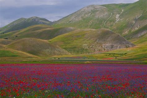 Castelluccio Flowers Hills Stock Photo Image Of Cloudy 10078996