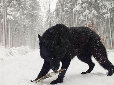 2009 big dog wolf for $10,299. My Crazy Email: This is a "Wolfdog" hybrid