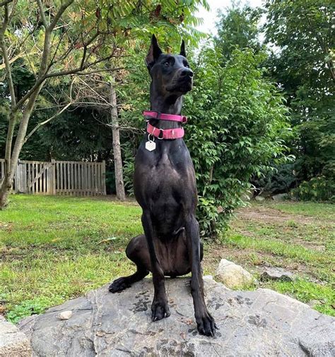 Why do we breed european dobes. American vs. European Doberman: An In-Depth Comparison