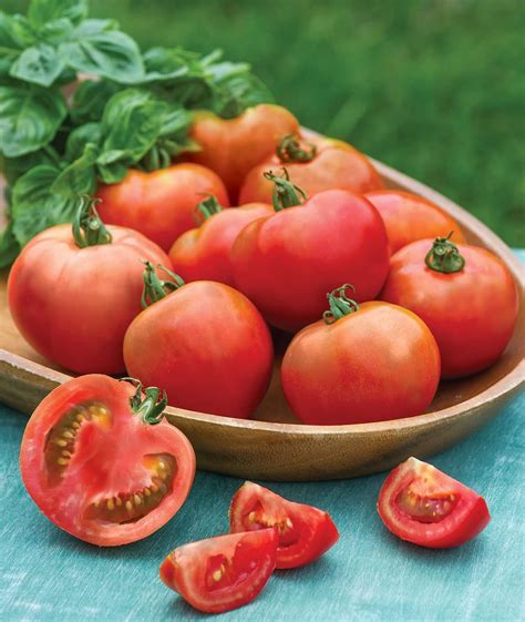 Burpee Early Girl Tomato Seeds 50 Seeds Patio Lawn And Garden