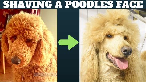 Many owners will also want the poodle's tail to stand out. How to shave a Poodles face - Dog grooming tutorial - Standard Minature or Toy Poodle - YouTube