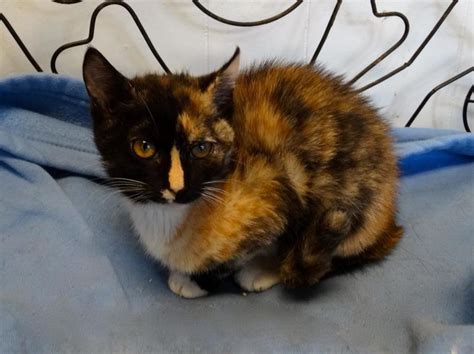Find persian in cats & kittens for rehoming | 🐱 find cats and kittens locally for sale or adoption in canada : Tortie Kitten Available for Adoption | Woodbridge, NJ Patch
