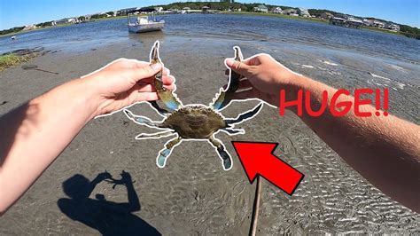 The tasmanian giant crab, pseudocarcinus gigas (sometimes known as the giant deepwater crab, giant southern crab or queen crab) is a very large species of crab that resides on rocky and muddy bottoms in the oceans off southern australia. How to Catch GIANT BLUE CRABS!!! - YouTube