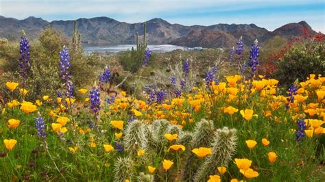 And you definitely won't have to dig yourself into a financial hole to make it happen! desert arizona cactus yellow flowers poppies lupine ...