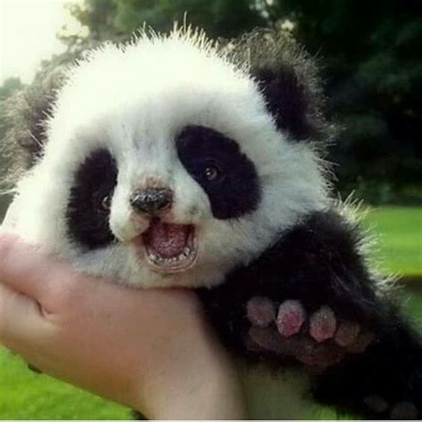Pin By Gail On Panda Bear Funny Animals With Captions Funny Baby