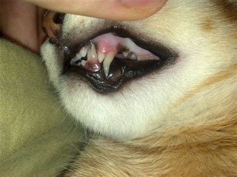 My 14 year old cat broke a canine tooth and got an infection. My cat has dual upper and lower Canine teeth. Is this ...