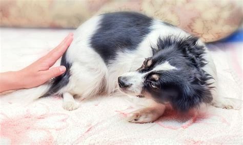 The components of the daily ration. Why Is My Dog Trembling And Can't Walk? - Principle Causes